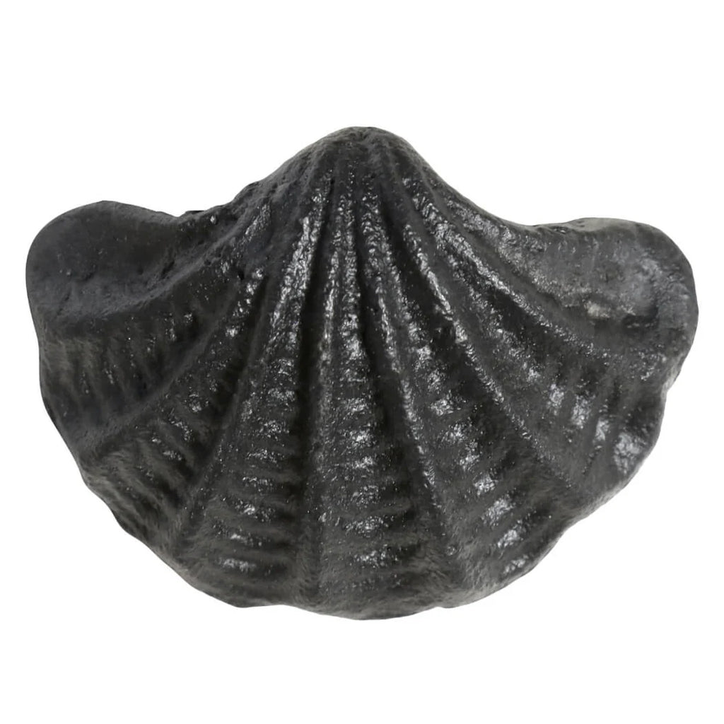 Black Shell Drawer Knob