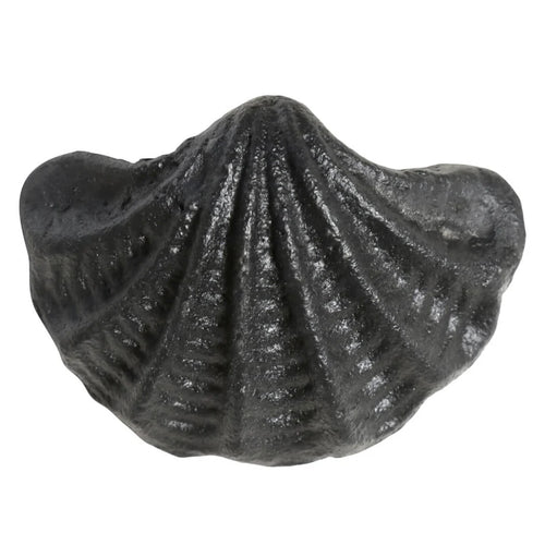 Black Shell Drawer Knob